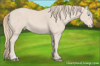 Horse Color:Smoky Creme Sabino 