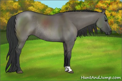 Horse Color: Grullo Rabicano 