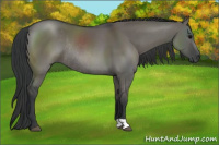 Horse Color:Grullo Rabicano 