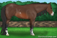 Horse Color:Bay Sabino