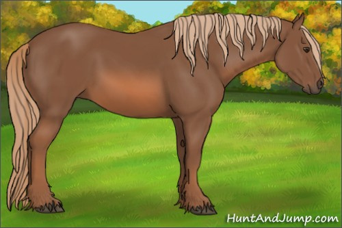 Horse Color: Chestnut 