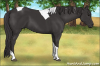 Horse Color:Smoky Black Tobiano