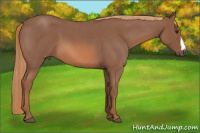 Horse Color:Red Roan 