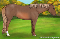 Horse Color:Red Roan 