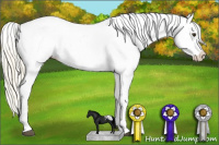 Horse Color:Palomino Splash Appaloosa 