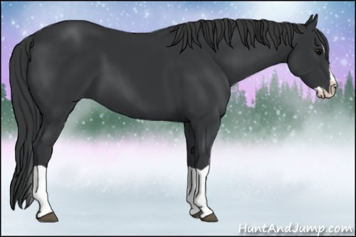 Horse Color: Black Splash 