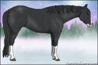Horse Color:Black Splash 