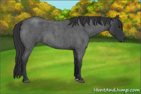 Horse Color:Blue Roan 