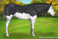 Horse Color:Black Splash
