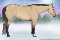 Horse Color:Buckskin Dun 