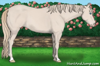 Horse Color:Perlino 