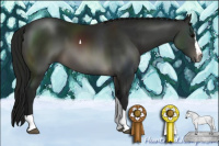 Horse Color:Gray Brown Splash Tobiano Rabicano 