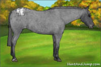 Horse Color:Blue Roan Appaloosa 