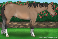 Horse Color:Bay Dun