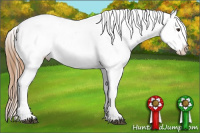 Horse Color:Chestnut Appaloosa 