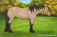 Horse Color:Buckskin Roan 