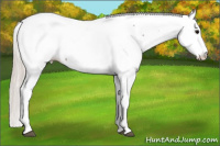Horse Color:Silver Brown Roan Appaloosa 