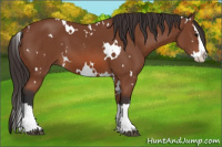 Horse Color:White Spotted Bay Sabino Splash 