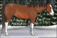 Horse Color:Bay Splash 