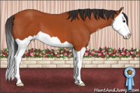 Horse Color:Bay Splash 