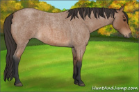 Horse Color:Bay Roan 