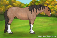 Horse Color:Bay Roan 