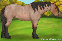 Horse Color:Bay Roan 
