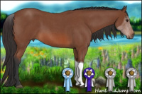 Horse Color:Bay Roan Tobiano