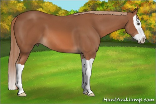 Horse Color: Liver Chestnut Splash 