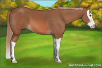 Horse Color:Liver Chestnut Splash 