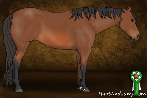Horse Color: Bay 