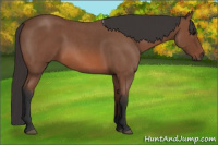 Horse Color:Bay Roan 