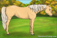 Horse Color:Palomino 