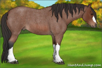 Horse Color:Bay Roan 