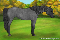 Horse Color:Blue Roan 