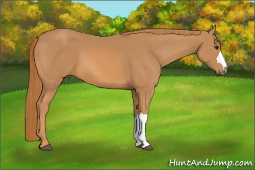 Horse Color: Chestnut 
