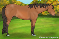 Horse Color:Bay 