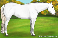 Horse Color:Chestnut Fewspot 
