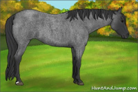 Horse Color:Blue Roan 
