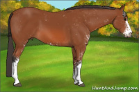 Horse Color:Bay Sabino