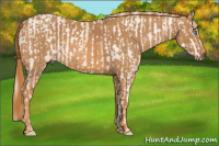 Horse Color:Cremello Dun Sabino  Brindle