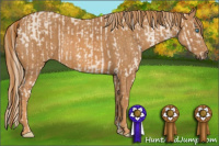 Horse Color:Perlino Sabino  Brindle