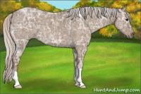 Horse Color:Silver Grullo Ice Roan 