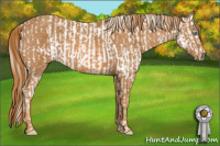 Horse Color:Cremello Sabino  Brindle