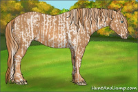 Horse Color:Cremello Sabino  Brindle
