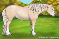 Horse Color:Chocolate Palomino Pearl Sabino 
