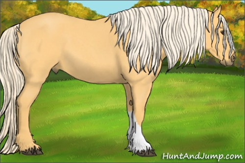 Horse Color: Palomino Roan 