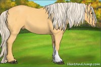 Horse Color:Palomino Roan 