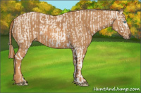 Horse Color:Perlino Sabino  Brindle