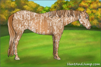 Horse Color:Perlino Sabino Brindle